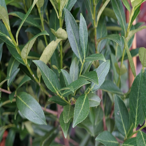 Lorbeer als Baum (Prunus laurocerasus 'Elly')