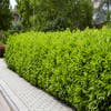Lorbeer (Prunus laurocerasus 'Novita')