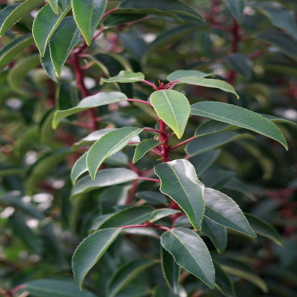 Portugiesischer Lorbeer (Prunus lusitanica 'Angustifolia'): 175/200cm jetzt besonders günstig!
