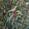 Portugiesischer Lorbeer (Prunus lusitanica 'Angustifolia')