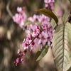 Gewöhnliche Traubenkirsche als Baum (Prunus padus 'Colorata' F)