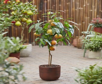 Zwergpfirsich (Prunus persica 'Mini')