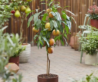 Zwergpfirsich (Prunus persica 'Mini')