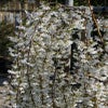 Japanische Trauerkirsche (Prunus 'Snow Fountain')