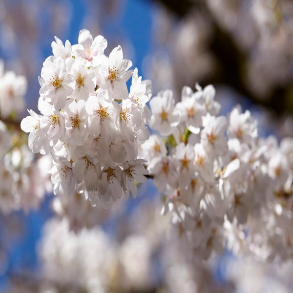 Japanische Zierkirsche als Strauch (Prunus yedoensis)