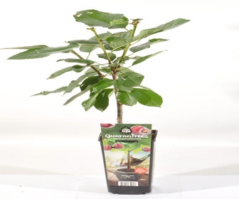 Kirsche (Prunus avium ‘Van')