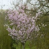 Japanische Zierkirsche (Prunus 'Accolade')
