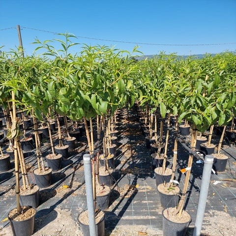 Aprikose als Halbstamm (Prunus armeniaca 'Antonio errani')