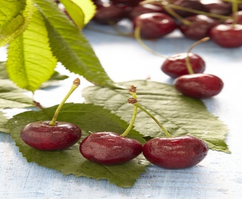 Lei-Kirschen (Prunus avium 'Sunburst')