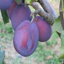 Pflaumenbaum (Prunus domestica 'Belle de Louvain')