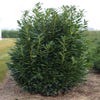 Lorbeer (Prunus laurocerasus 'Elly')