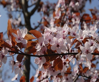 Rote Kirschpflaume als Dachbaum (Prunus cerasifera 'Nigra')