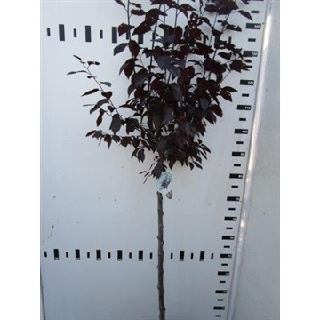 Rode kerspruim op stam (Prunus cerasifera 'Nigra') 100cm