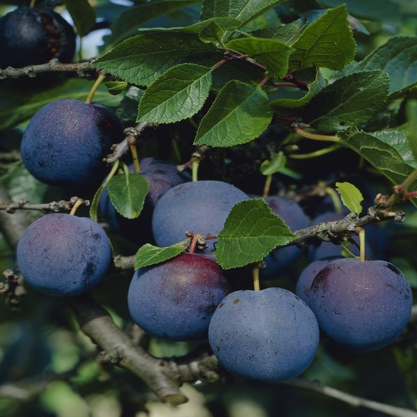 Pflaumenbaum (Prunus domestica 'Bleu de Belgique')