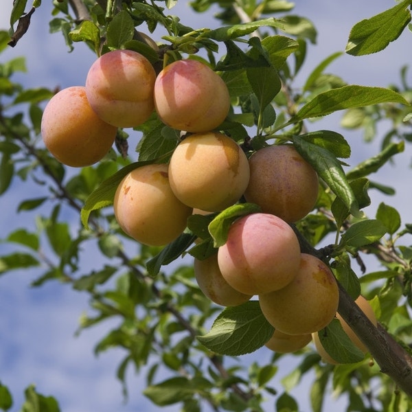 Pflaumenbaum (Prunus domestica 'Reine Claude' d'Oullins')