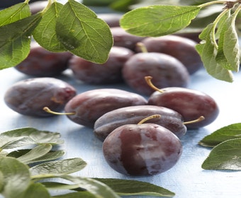 Pflaumenbaum (Prunus domestica 'Voyageur')