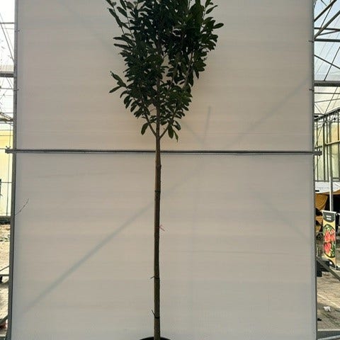 Lorbeer als Baum (Prunus laurocerasus 'Elly')