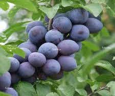 Leipflaume (Prunus domestica 'Hauszwetsche')