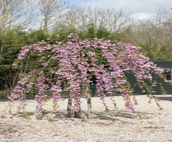 Schattenkirschen auf Stamm (Prunus serrulata 'Kiku-shidare-zakura')