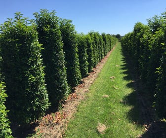 Große Portugiesische Lorbeer (Prunus lusitanica 'Angustifolia')