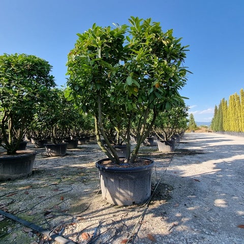 Mehrstämmige Lorbeer, (Prunus laurocerasus 'Novita')