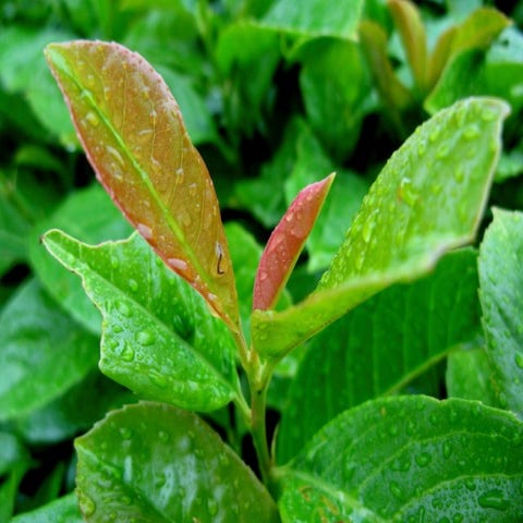 Lorbeer (Prunus laurocerasus 'Etna')
