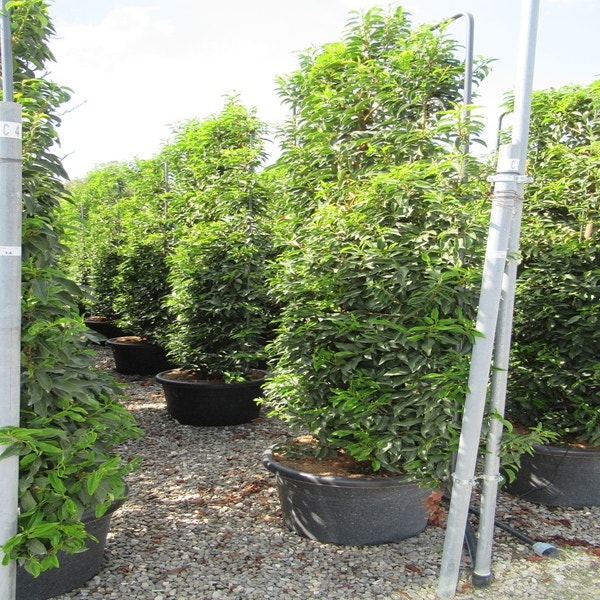 Portugiesischer Lorbeer als Leitform (Prunus lusitanica 'Angustifolia')