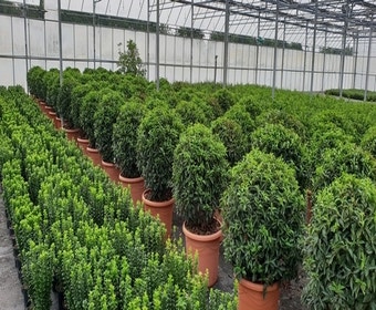 Portugiesischer Lorbeer als Kugel (Prunus lusitanica 'Angustifolia')