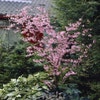 Pfirsichbaum (Prunus persica)