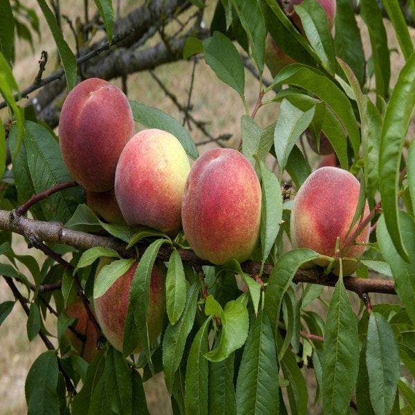 Pfirsichbaum (Prunus persica 'Amsden')