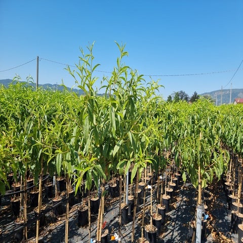 Pfirsich als Halbstamm (Prunus persica 'Redhaven')