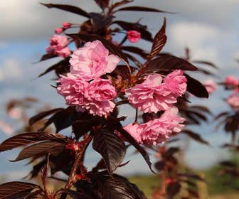 Rotblättrige Japanische Zierkirsche (Prunus 'Royal Burgundy')