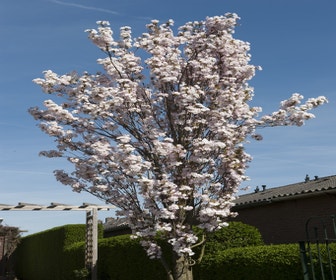 Japanische Säulen-Kirsche (Prunus serrulata 'Amanogawa')