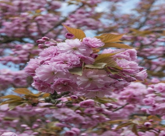 Zierkirsche, Strauchform (Prunus serrulata 'Kanzan')