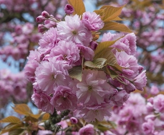Zierkirsche, Strauchform (Prunus serrulata 'Kanzan')