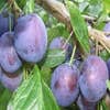 Pflaumenbaum (Prunus domestica 'The Czar')