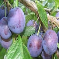 Pflaumenbaum (Prunus domestica 'The Czar')