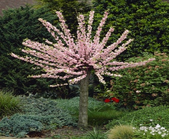 Mandelbäumchen (Prunus triloba)