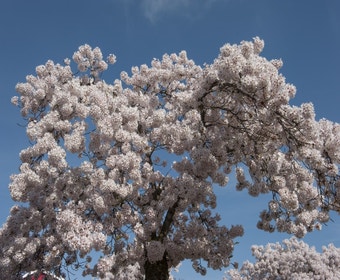 Japanische Zierkirsche (Prunus yedoensis)