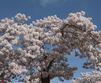 Japanische Zierkirsche (Prunus yedoensis)