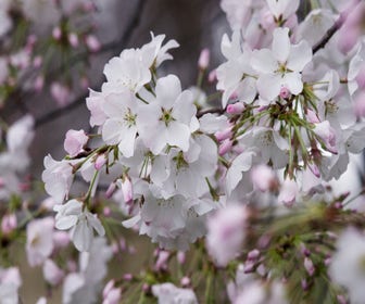 Japanische Zierkirsche als Strauch (Prunus yedoensis)