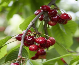 Kirschbaum (Prunus avium 'Meikers')