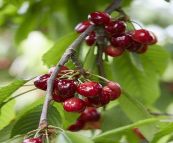 Kirschbaum (Prunus avium 'Meikers')