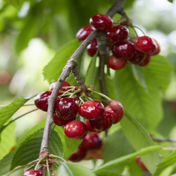 Prunus avium 'Meikers' - zoete kers