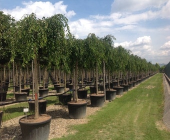 Trauerkirsche (Prunus subhirtella 'Pendula Rosea')