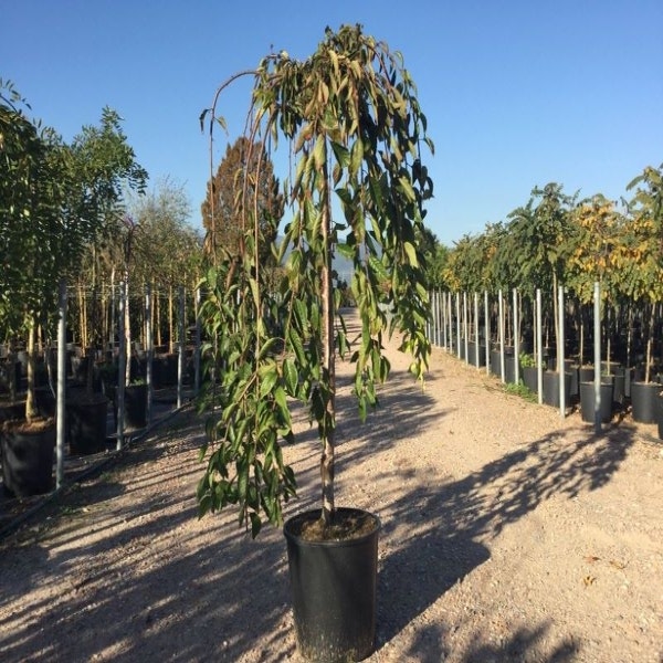 Prunus 'White Fountain'