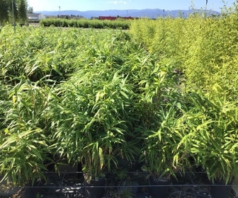 Bambus (Pseudosasa japonica)