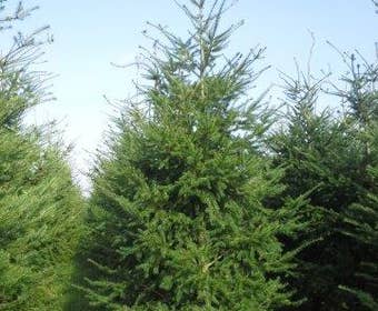 Douglasie (Pseudotsuga menziessii)