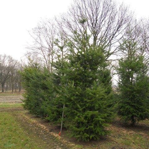 Douglasspar (Pseudotsuga menziessii) 400/450 cm