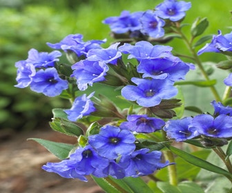 Lungenkraut (Pulmonaria angustifolia 'Azurea')